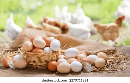 basket-colorful-chicken-eggs-on-260nw-2270711821